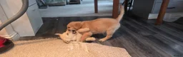 Golden Retriever dogs for sale:  kc registered Golden retriever pappys cornwall  in Saint Ives - Advert 8