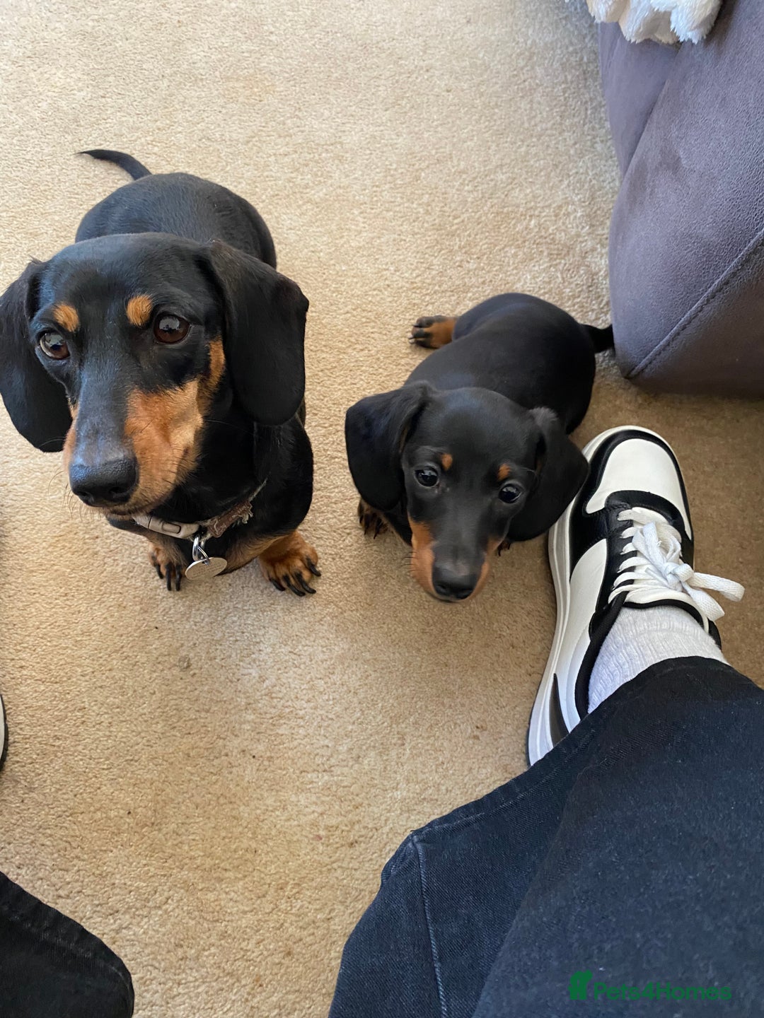 Dachshund dogs for sale: Miniature x standard dachshund pup for sale - Image 3