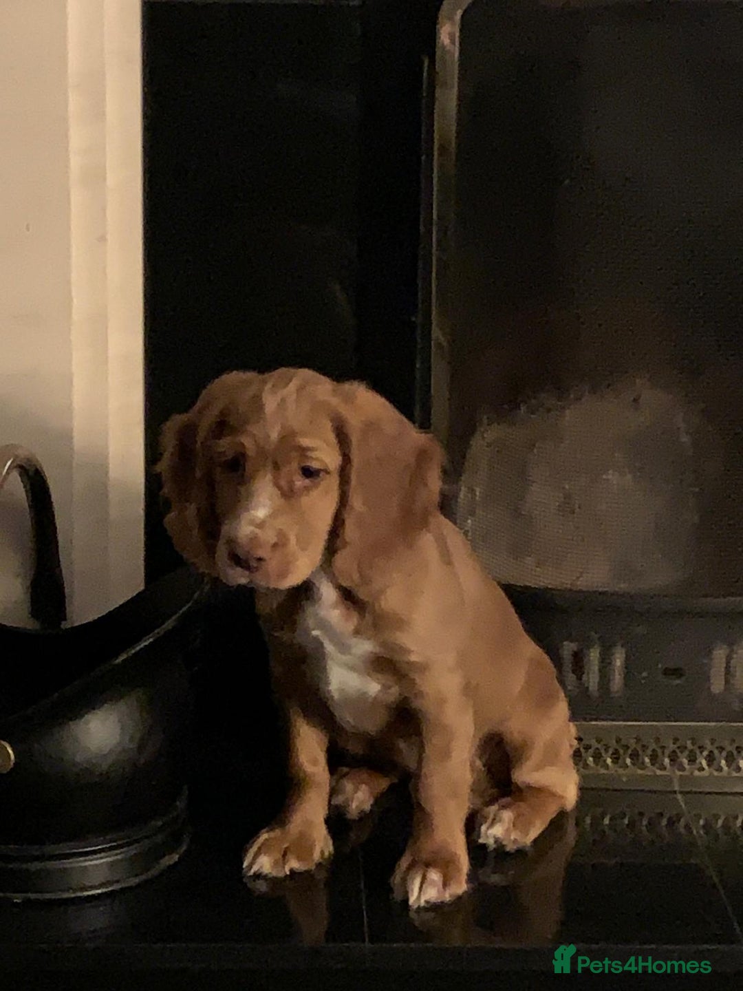 Cocker Spaniel dogs for sale: Working cocker spaniels  - Advert 7