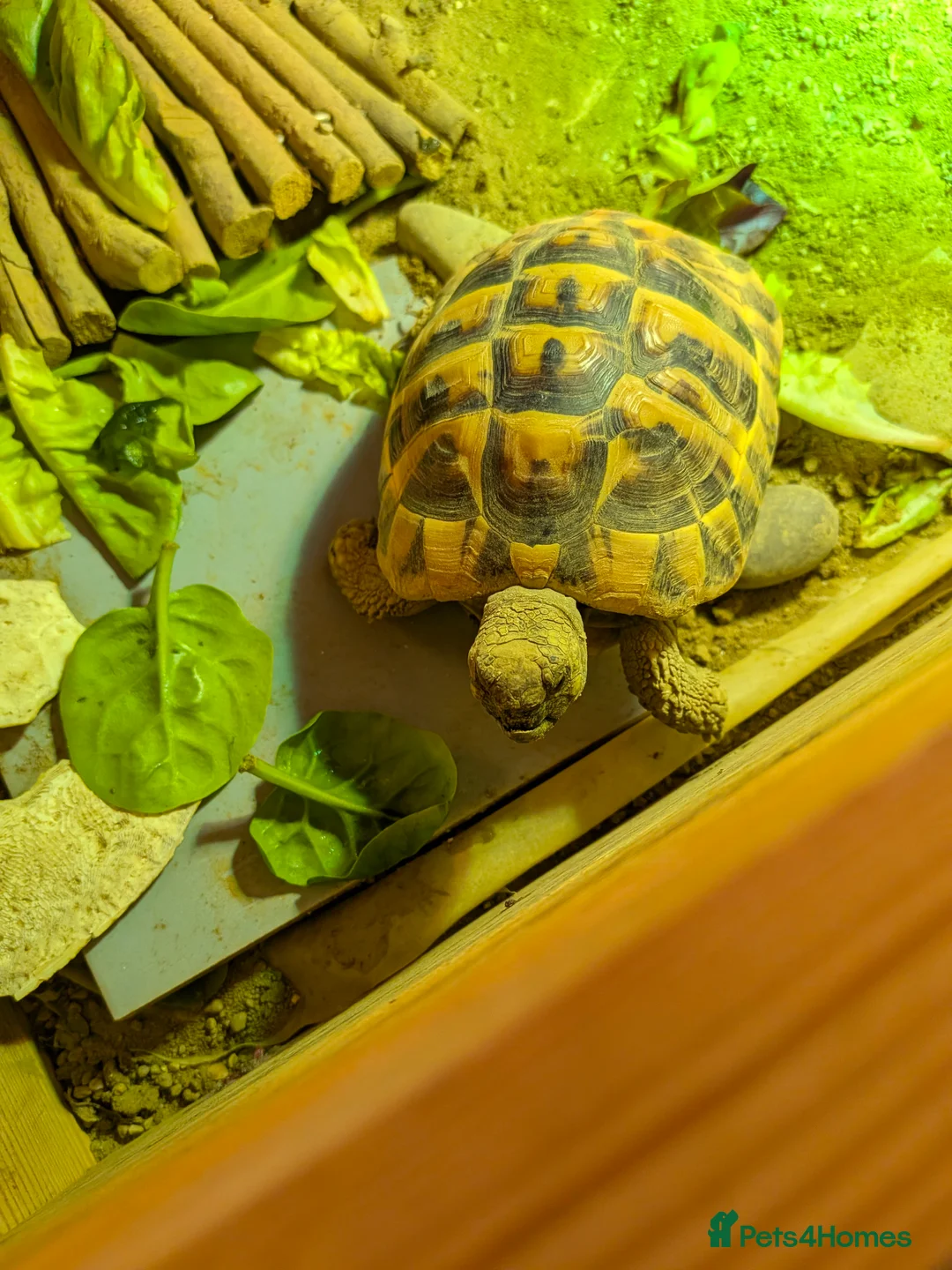 Tortoise reptiles for sale: 5 year old Hermann Tortoise and enclosure  - Advert 1