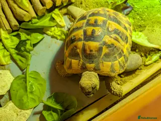 Tortoise reptiles 5 year old Hermann Tortoise and enclosure - Advert 3