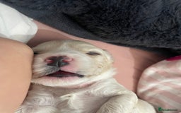 Mixed Breed dogs for sale: Cotton de tulears x spaniel - Image 8