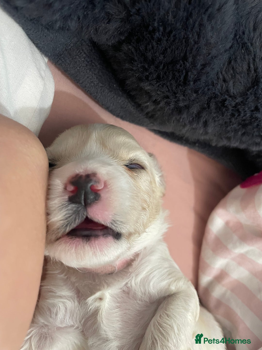 Mixed Breed dogs for sale: Cotton de tulears x spaniel - Image 8