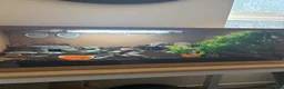 Gecko reptiles for sale: 2 x male viper geckos with full bioactive setup in Emsworth - Advert 4