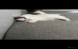 Mixed Breed cats for sale: Tabby and white kittens  - Image 3
