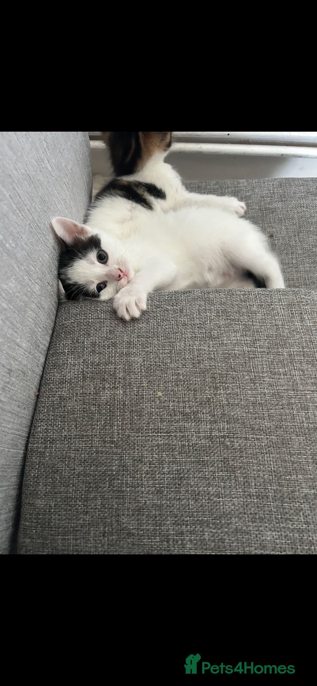 Mixed Breed cats for sale: Tabby and white kittens  - Image 3