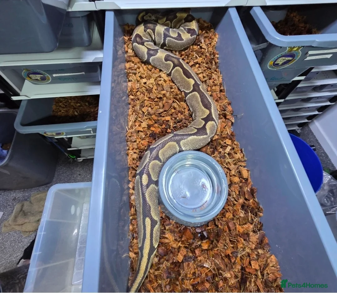 Python Snake reptiles for sale: Multiple adult female royal python  in Hartlepool - Advert 8