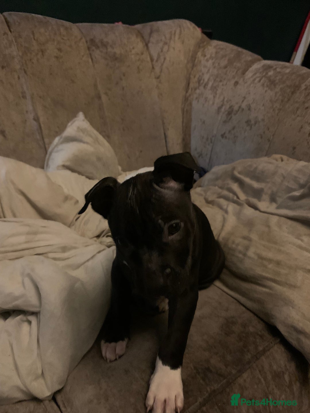 Staffordshire Bull Terrier dogs for sale: Staffordshire bullterrier male - Advert 1