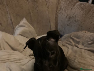 Staffordshire Bull Terrier dogs for sale: Staffordshire bullterrier male - Advert 1