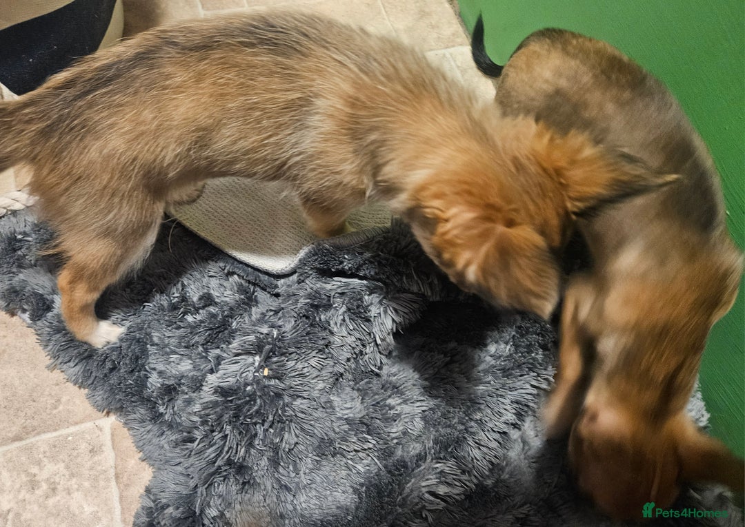 Chihuahua dogs for sale: 2x 13 old week beautiful Chihuahua Pups for sale  - Advert 12