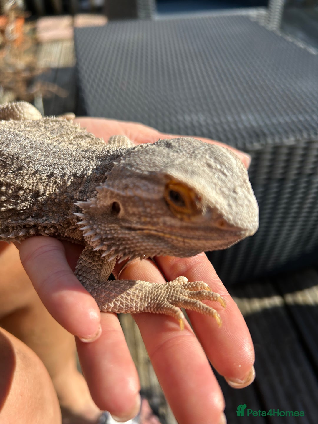 Bearded Dragon reptiles for sale: Male Beardie looking to be rehomed in Bury - Image 6