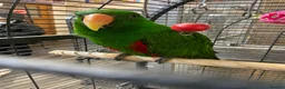 Parrots birds for sale: LOOK! BIRDS/PARAKEETS/PARROTS AVAILABLE  - Advert 12