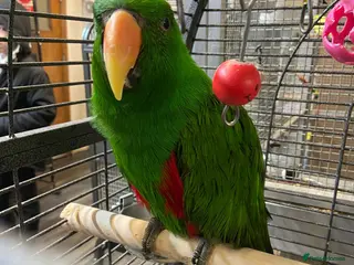 Parrots birds LOOK! BIRDS/PARAKEETS/PARROTS AVAILABLE - Advert 4