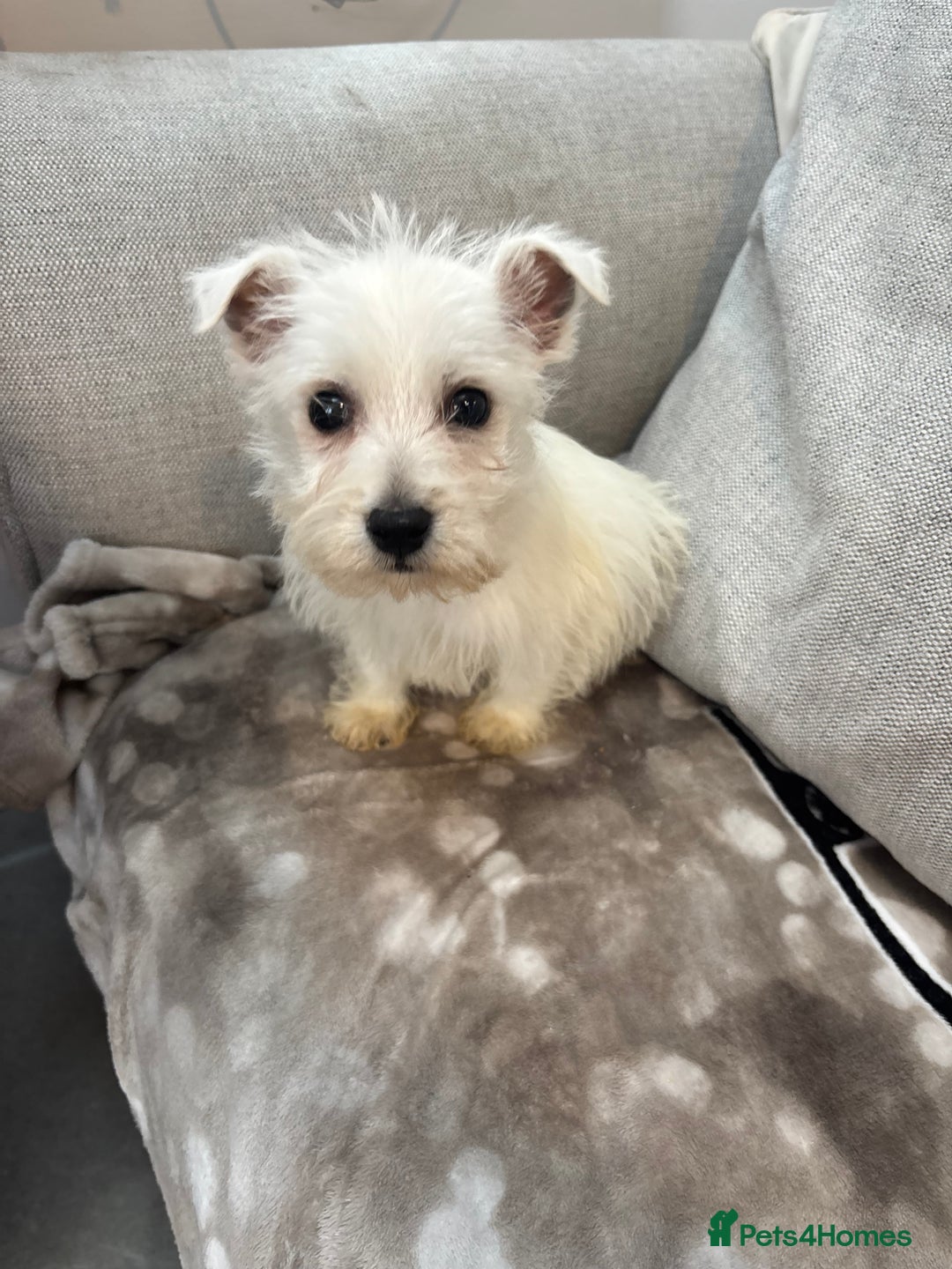 West Highland Terrier dogs for sale: Beautiful west highland terrier puppies for sale  - Advert 2