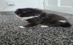Mixed Breed cats for sale: 2 male kittens for sale - Image 1