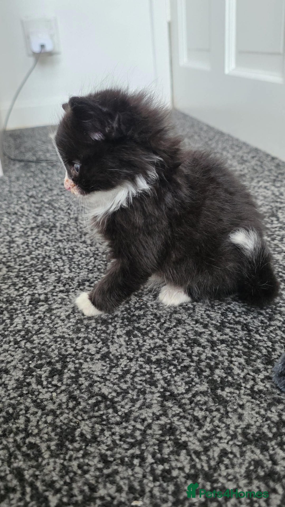 Mixed Breed cats for sale: 2 male kittens for sale - Image 1