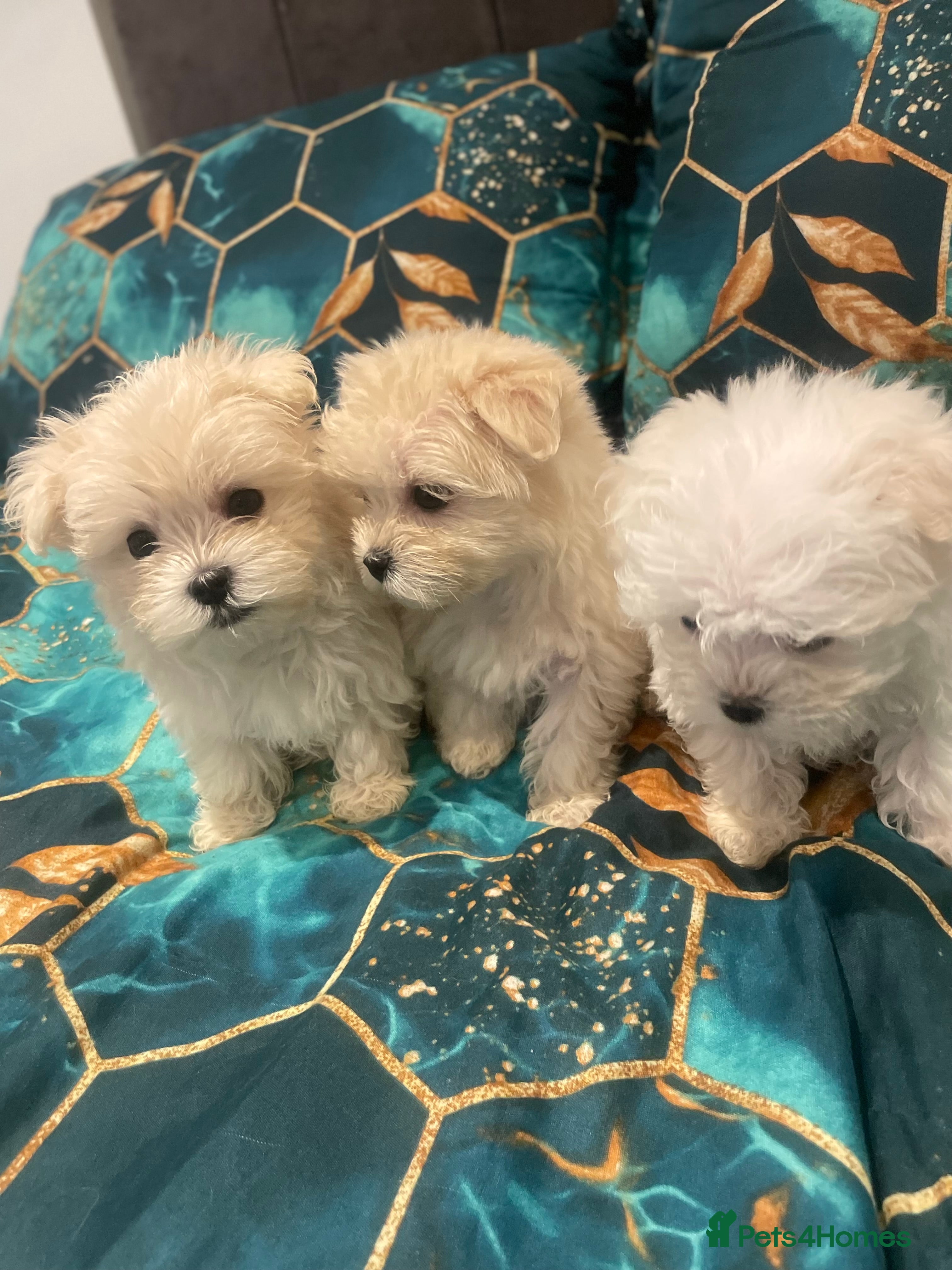Maltese dogs  ✨ Special – Korean Maltese Puppies 🐾 - Advert 1