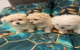 Maltese dogs for sale: 🌟 Premium  ** , 100% Korean Maltese Puppies🌟 - Advert 1