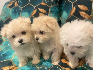 Maltese dogs - Advert 7