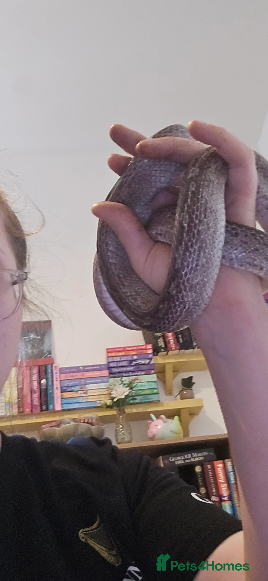 Corn Snake reptiles for sale: Baby Corn Snake For sale  - Advert 4