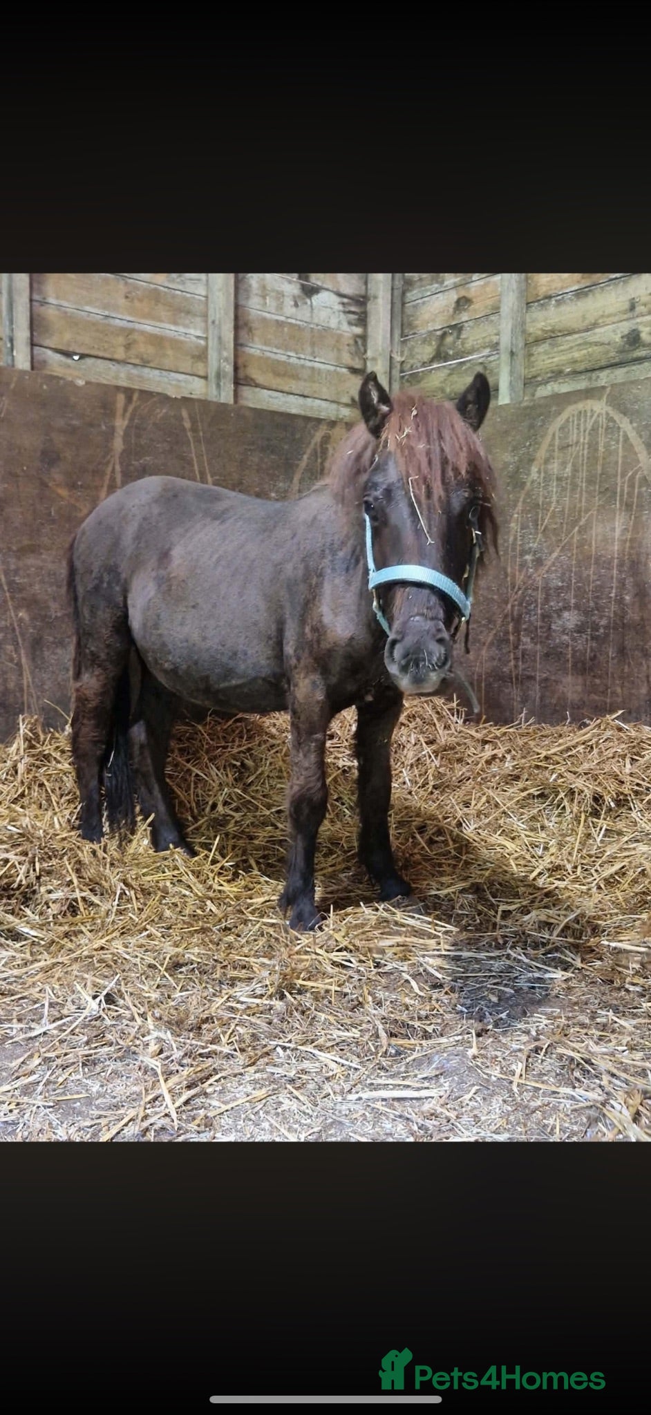 Shetland pony horses Hilary! - Advert 1