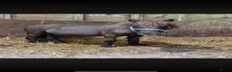 Shetland pony horses for sale: Hilary! - Advert 1