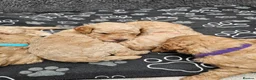 Mini Goldendoodle dogs for sale: Mini Goldendoodle Puppies - Advert 24