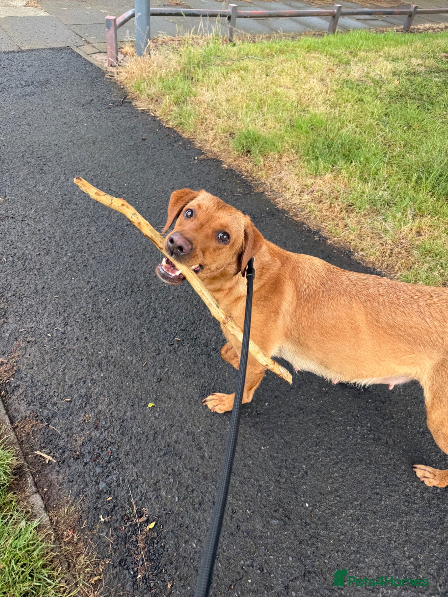 Labrador Retriever dogs Purebred Labrador retriever puppies available  - Advert 1