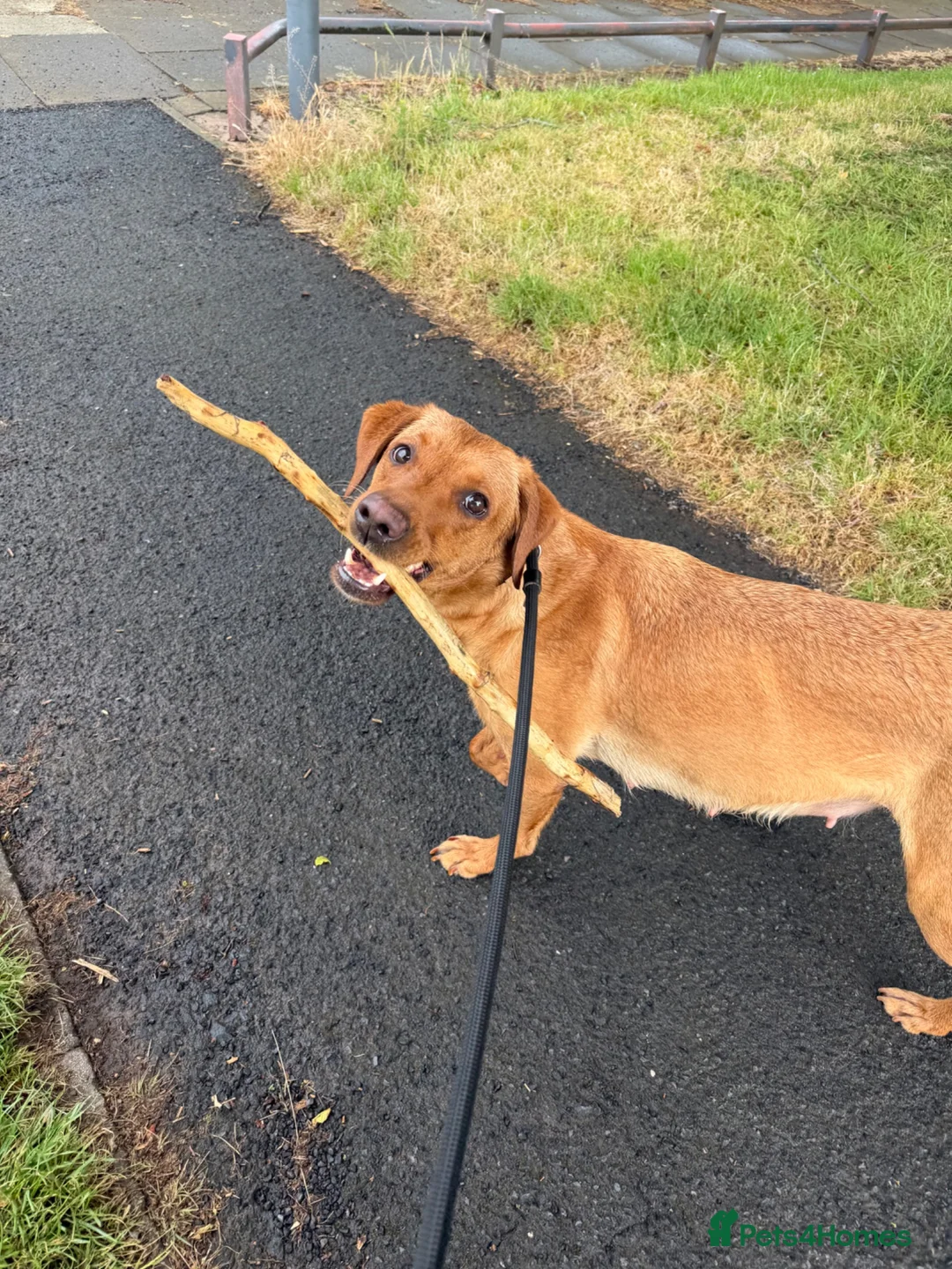 Labrador Retriever dogs for sale: Purebred Labrador retriever puppies available  - Advert 1