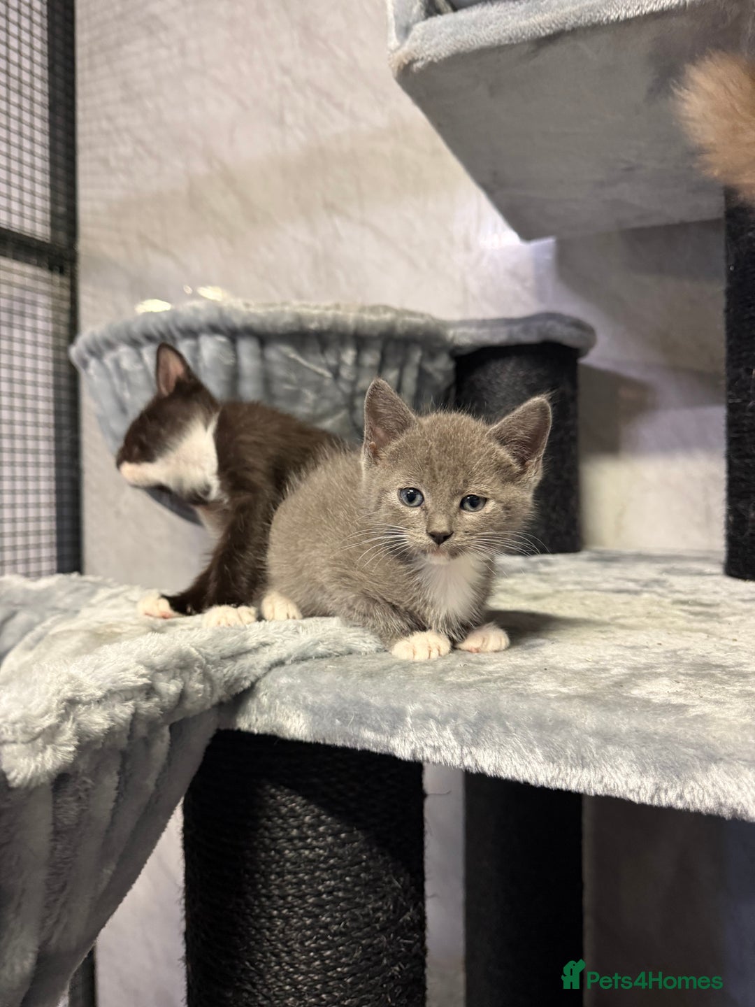 Ragdoll cats for sale: Half Ragdoll Kittens - Advert 9