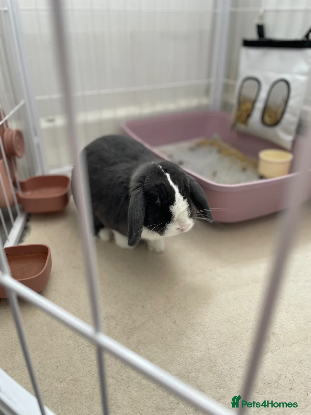 Mini Lop rabbits for sale: mini lop female  - Advert 2