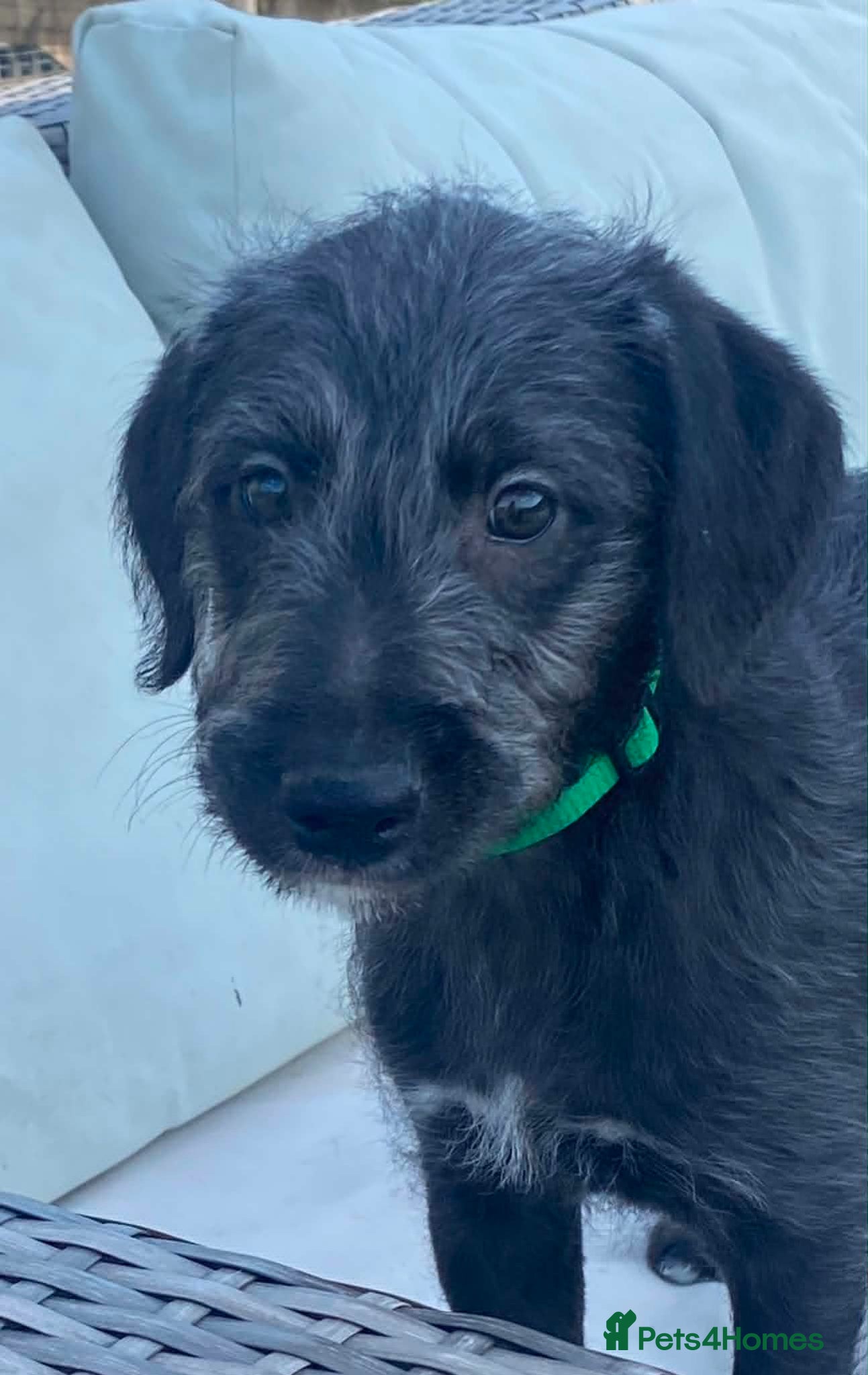 Mixed Breed dogs Bedlington x Whippet puppies - Advert 1