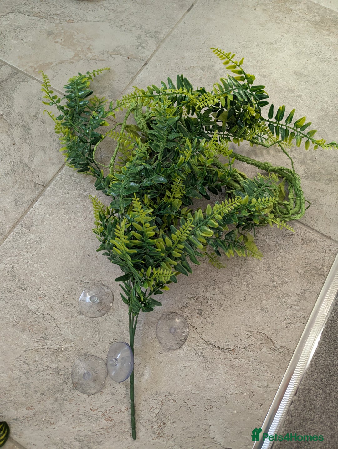 Corn Snake reptiles for sale: Male Corn Snake 2 Years - Image 6