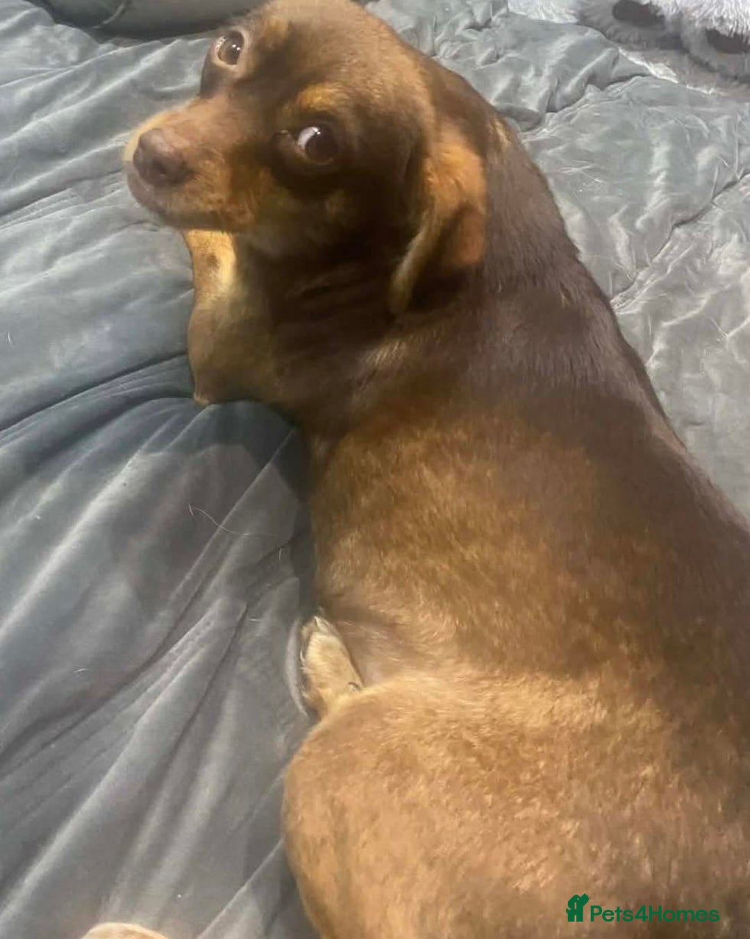 Mixed Breed dogs for adoption: Cuddly Clemmy - Advert 1