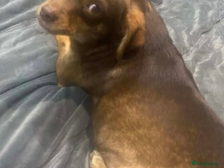 Mixed Breed dogs Cuddly Clemmy - Advert 1