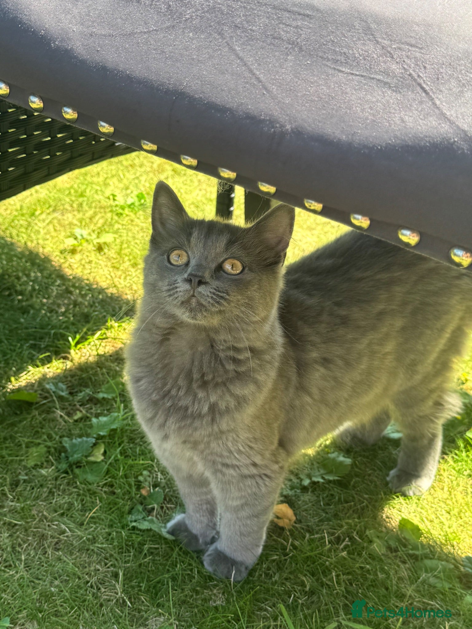 Mixed Breed cats Half ragdoll - Advert 11