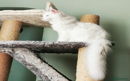 Maine Coon cats for sale: white Maine coons blue and odd-eyes, Tica in Swansea - Image 4