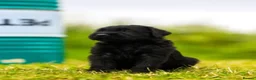Giant Schnauzer dogs for sale: Working line Giant schnauzer puppies - Advert 15