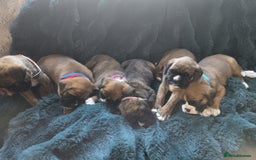Boxer dogs for sale: KC PEDIGREE BOXER PUPPIES  - Image 31
