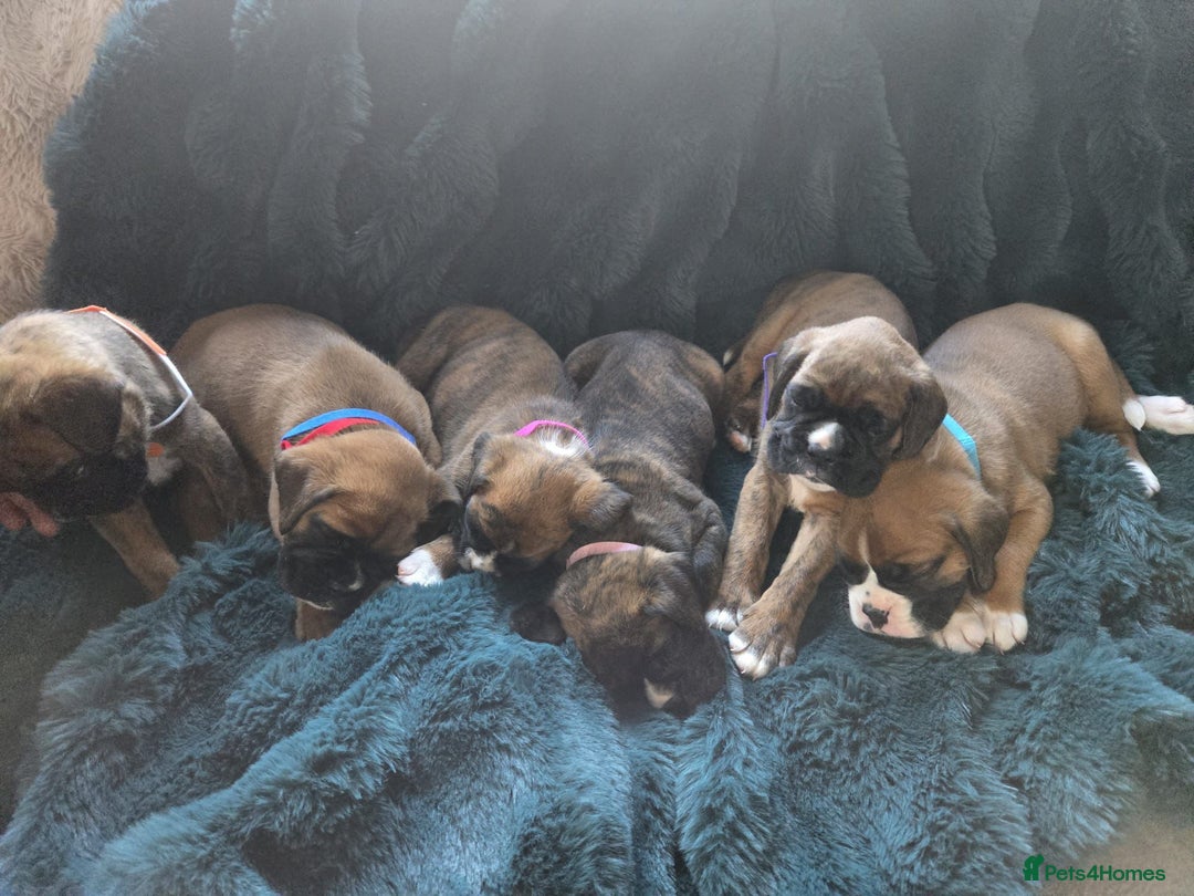 Boxer dogs for sale: KC PEDIGREE BOXER PUPPIES  - Image 31