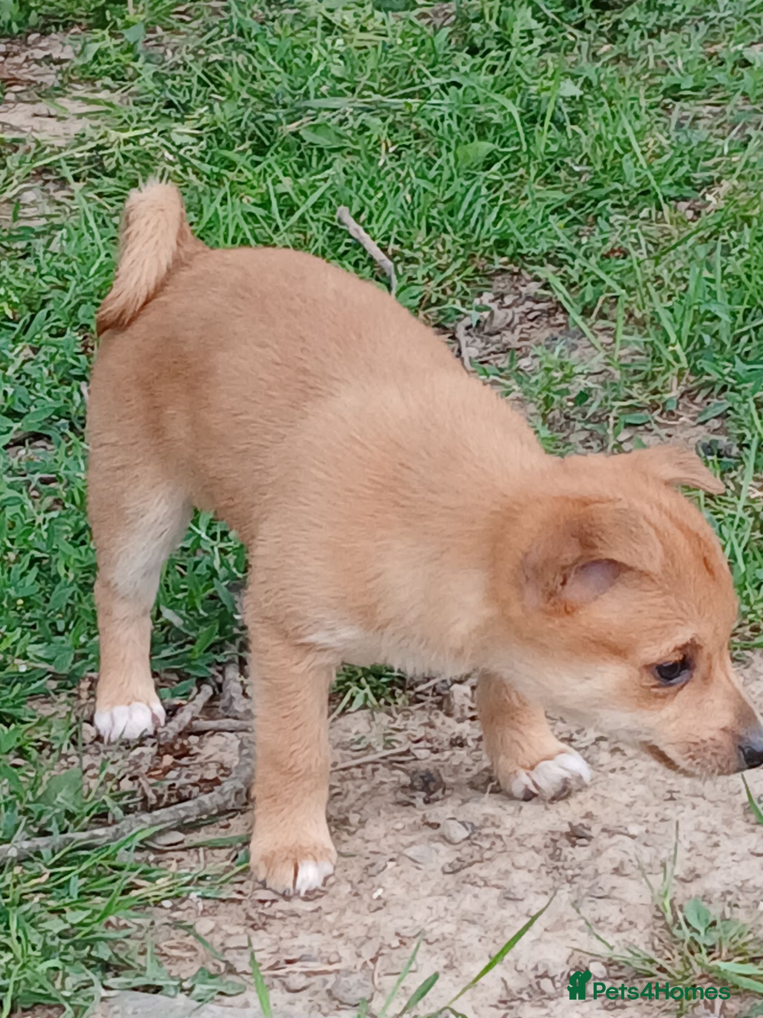 Jack Russell dogs £300 each jack Russel puppies 2 girls  - Advert 9