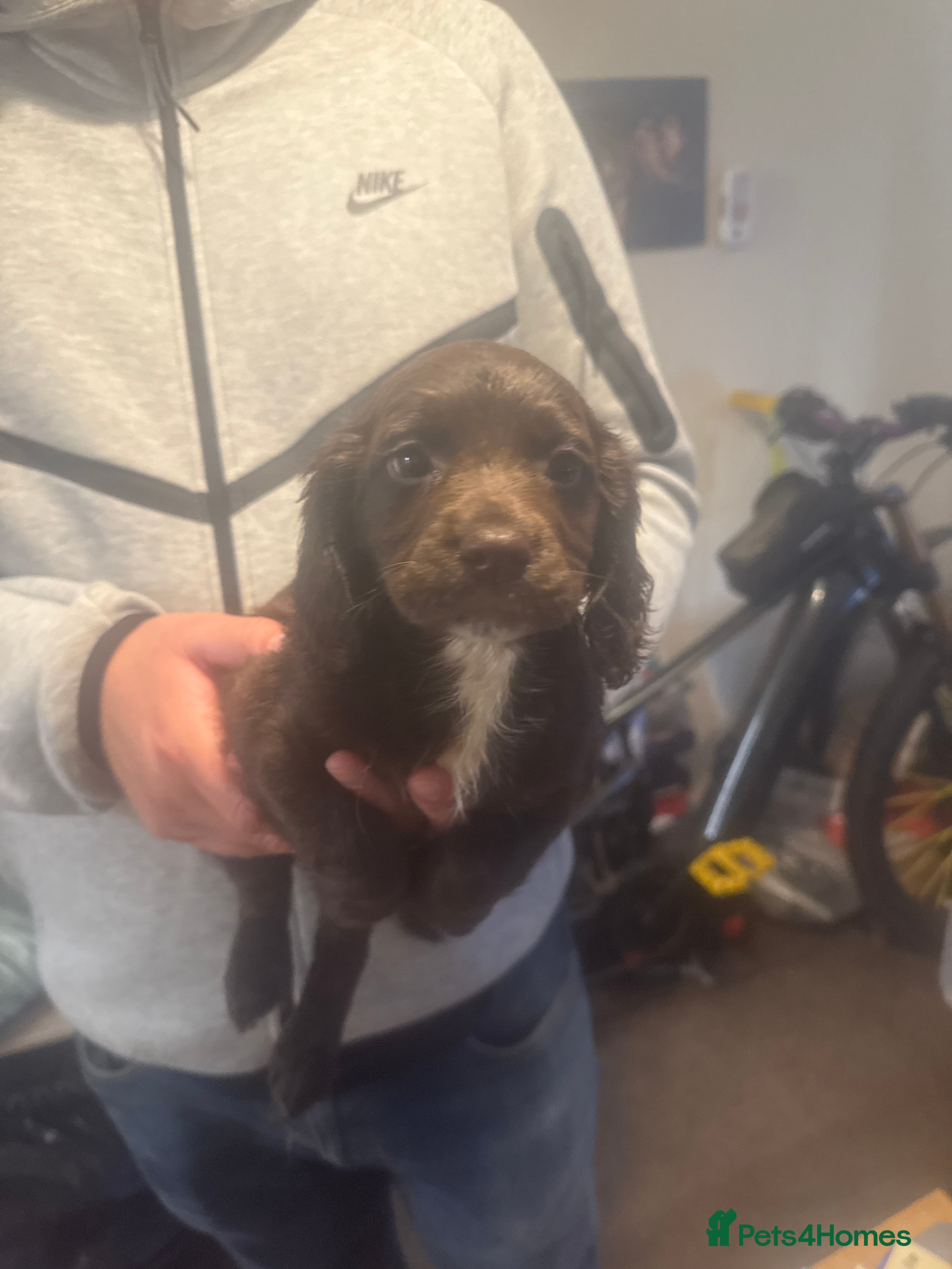 Sprocker dogs 4 Sprocker for Sale - Advert 2