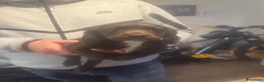 Sprocker 4