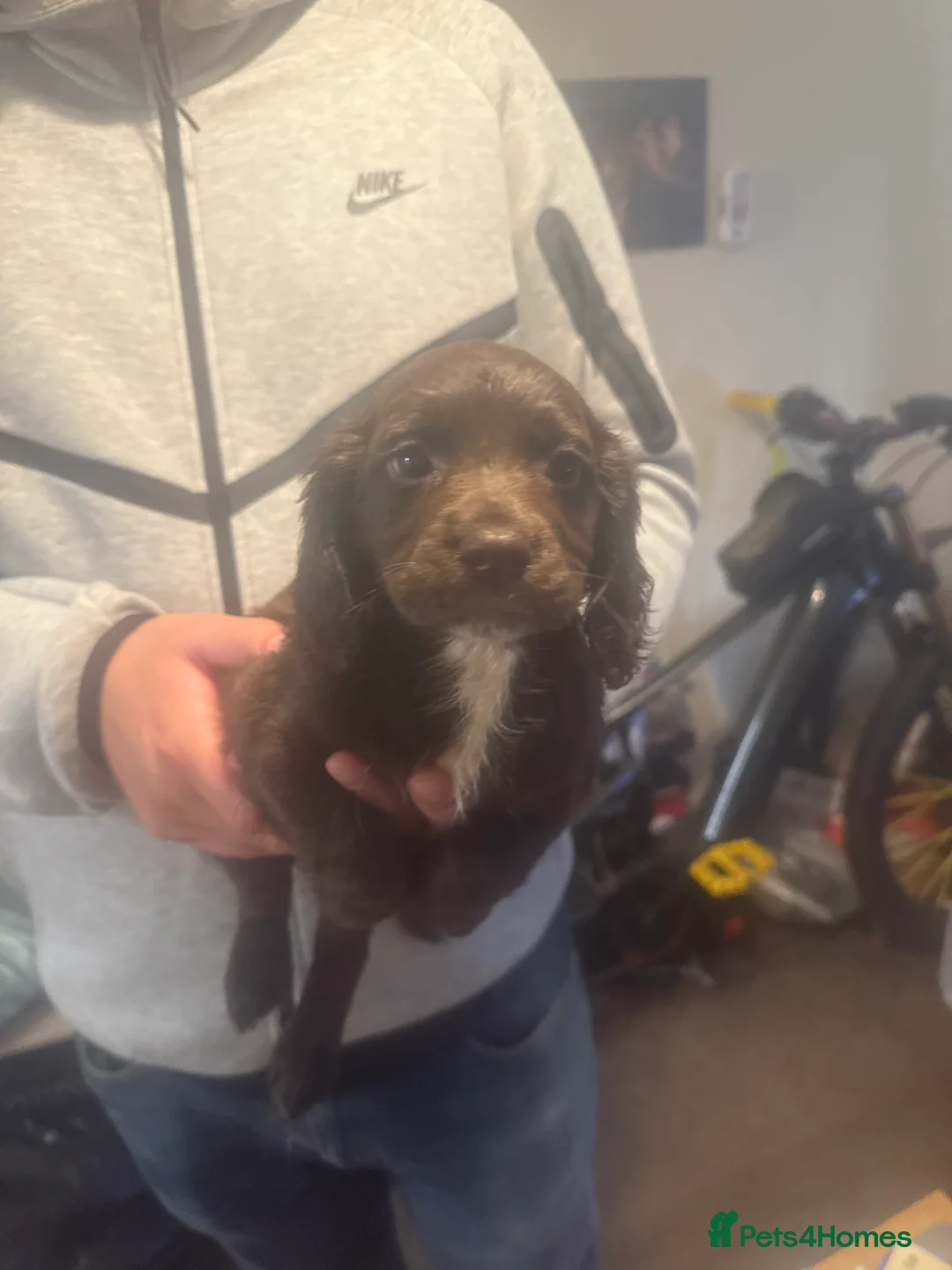 Sprocker dogs for sale: 4 Sprocker for Sale in Sheffield - Advert 2