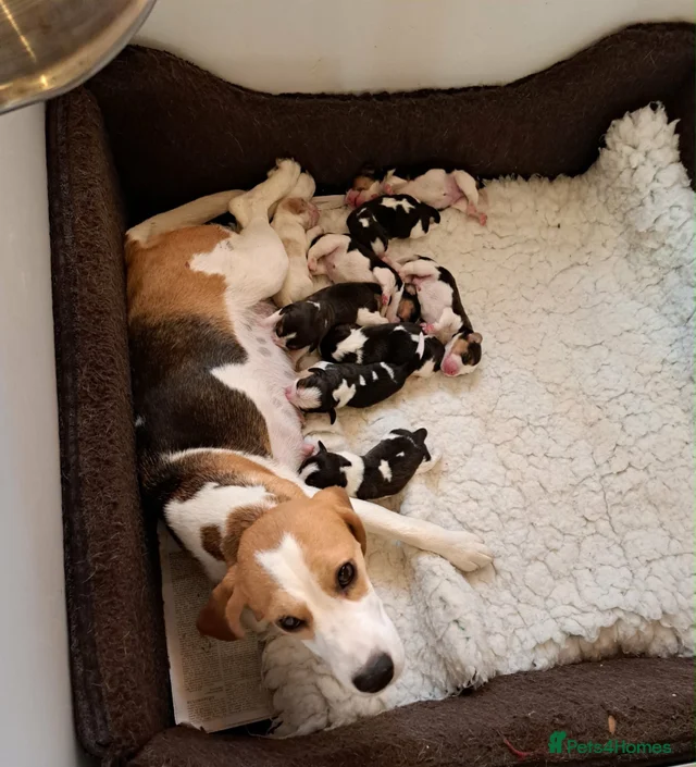 READY NOW BEAGLE PUPPIES for sale in Spalding | Pets4Homes