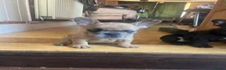 French Bulldog dogs for sale: French bulldog puppies looking for good new home  in Lancaster - Advert 15