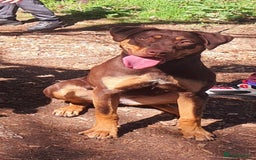 Mixed Breed dogs for sale: Female mixed breed  - Image 3