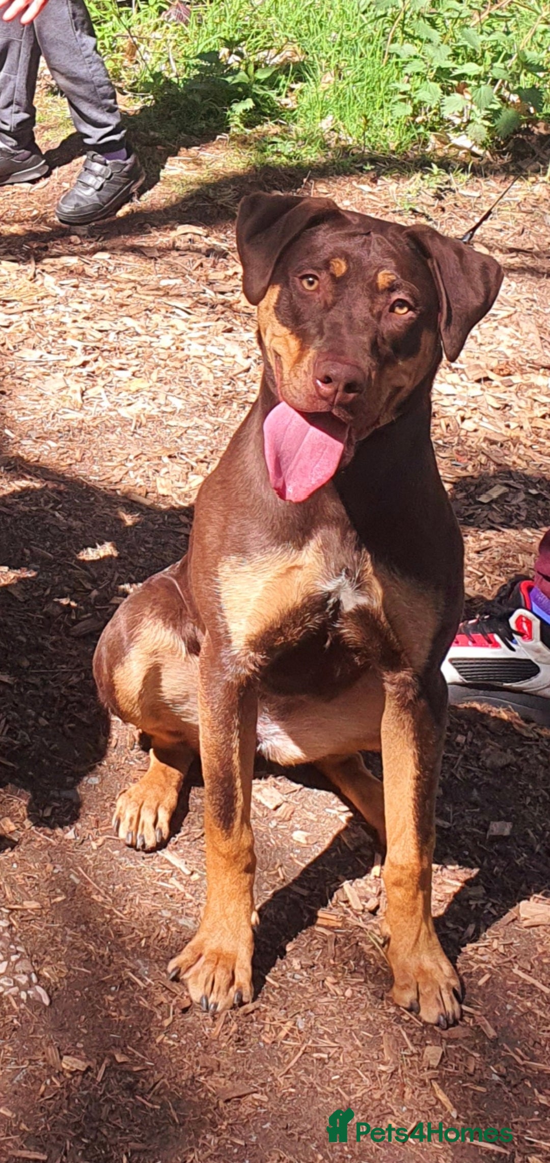 Mixed Breed dogs for sale: Female mixed breed  - Image 3