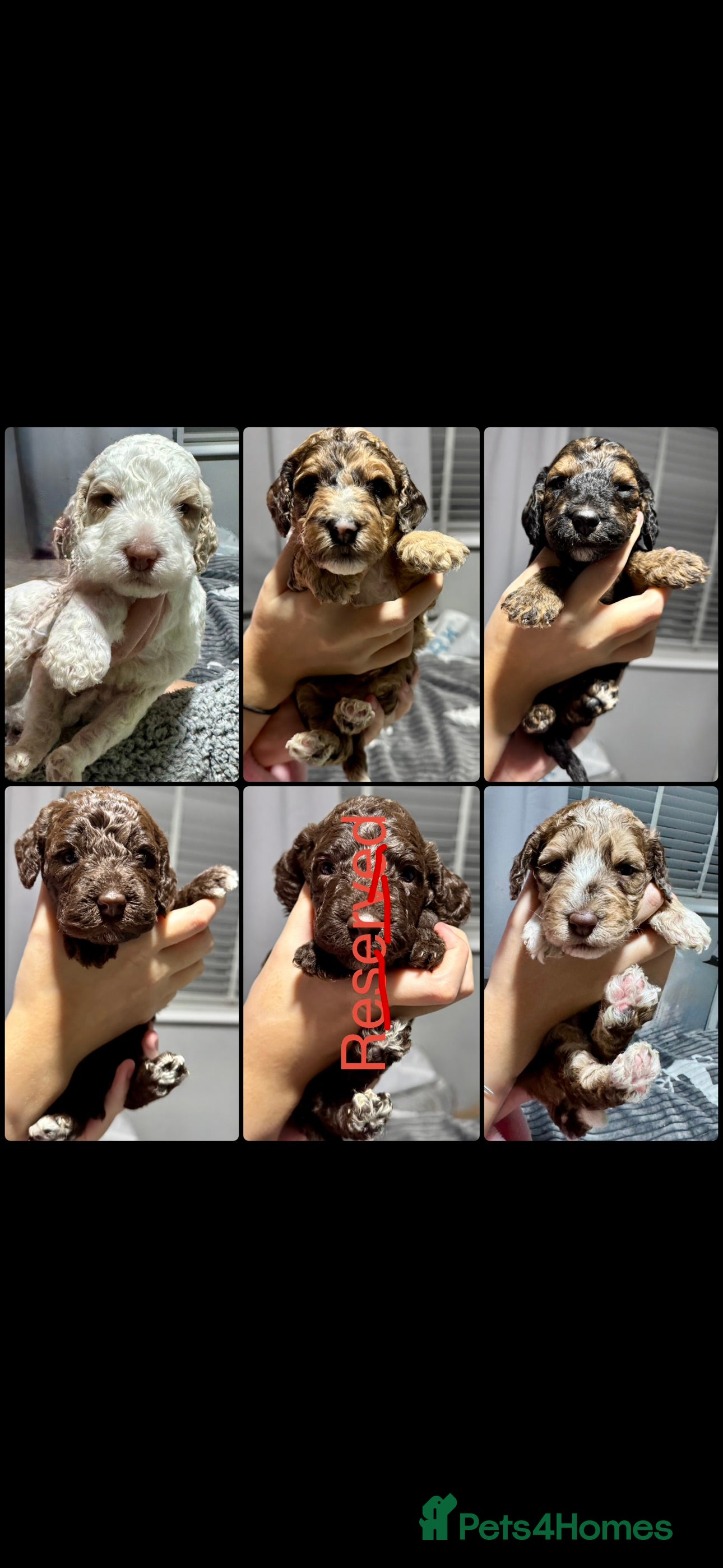 Cockapoo dogs Stunning F2b Cockapoo FULLY Health tested parents  - Advert 4