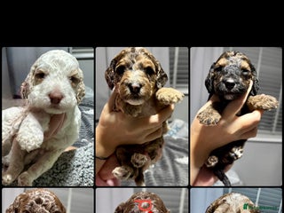 Cockapoo dogs Stunning F2b Cockapoo FULLY Health tested parents - Advert 4